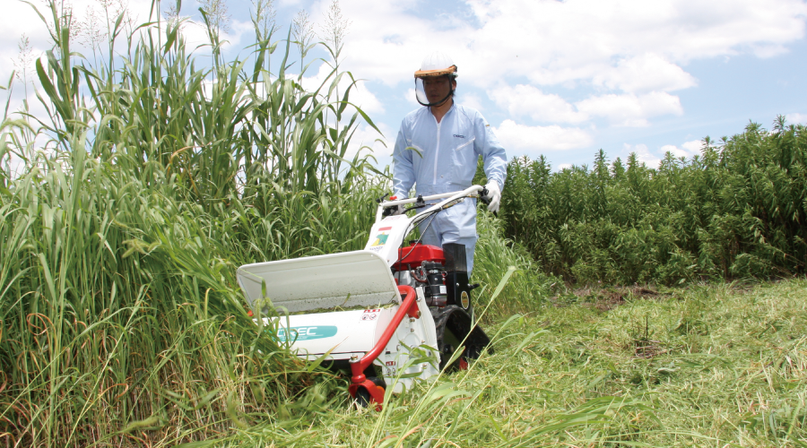 草刈（粉砕）作業