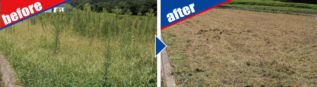 草刈(粉砕)作業の作業前後2