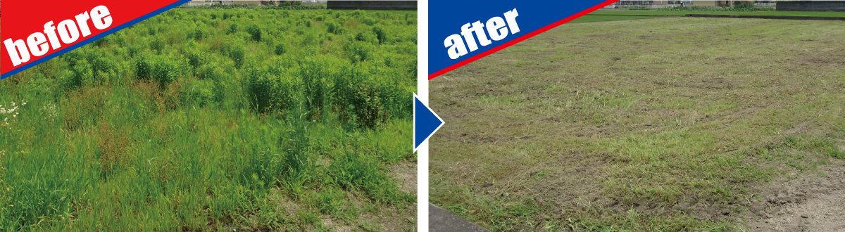 草刈（粉砕）作業 before-after